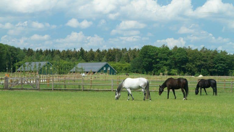 horsetellerie-rheezerveen