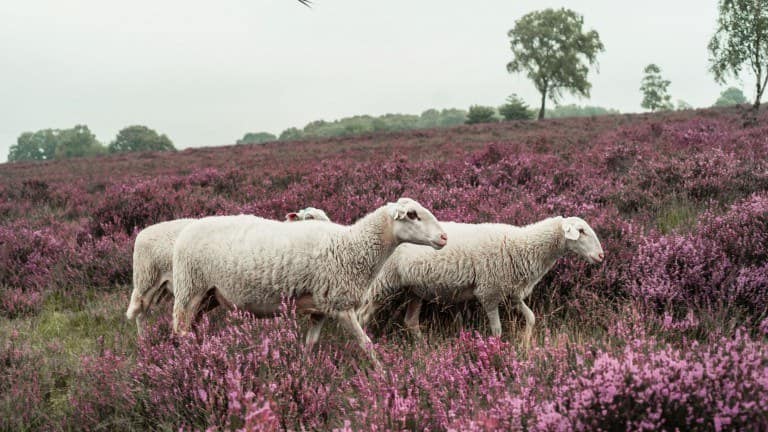 Veluwe Hotel De Beyaerd