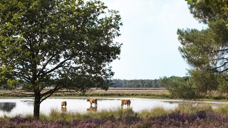 Fietsvakantie De Groote Peel