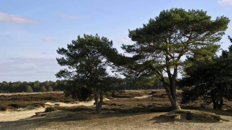 De Koningsherberg