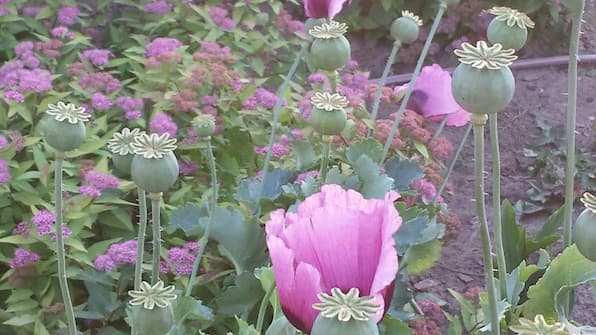 Garten - Der Colmerhof Garten - Der Colmerhof