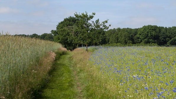 Omgeving - Bed and Breakfast Hoeve Springendal