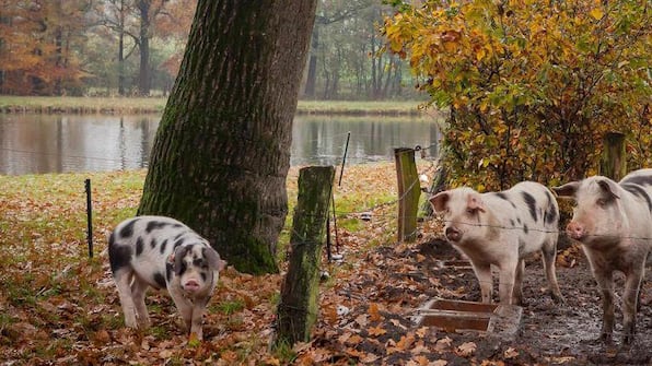 Streichelzoo - Bed and Breakfast Hoeve Springendal Streichelzoo - Bed and Breakfast Hoeve Springendal