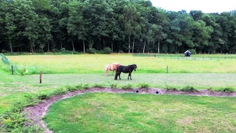 Viehweide - Landgoed t Borghuis
