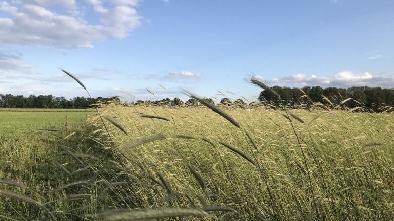 Omgeving - Bed and Breakfast In de Hei