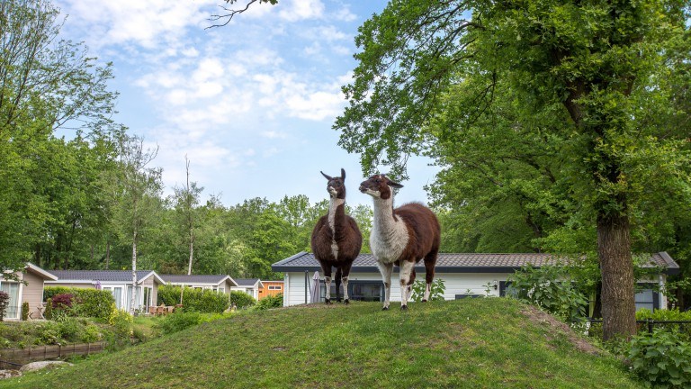 Viehweide - Residence de Eese