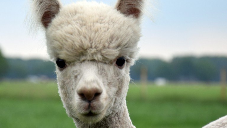 Alpaca wandeling Bed and Breakfast In de Hei