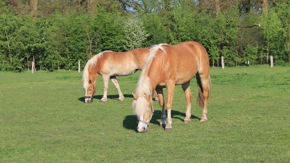 Paarden - Vodatent Camping Dal van de Mosbeek