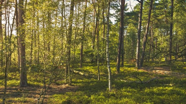 Omgeving - Vodatent Camping de Vuurkuil