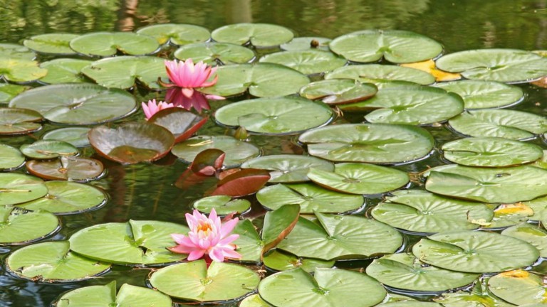 Teich - Bospark Markelo