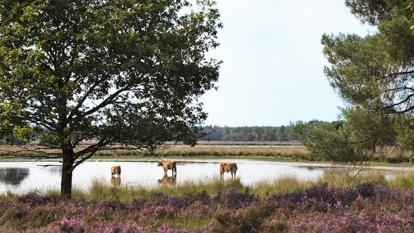 Omgeving - NH Koningshof