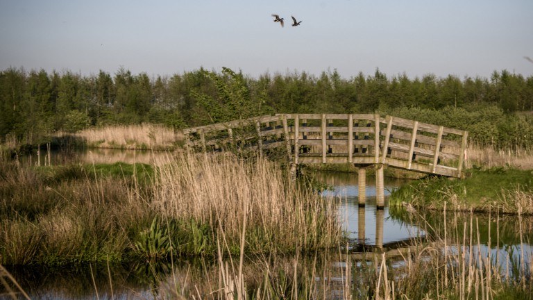 Omgeving - Bungalowpark It Wiid