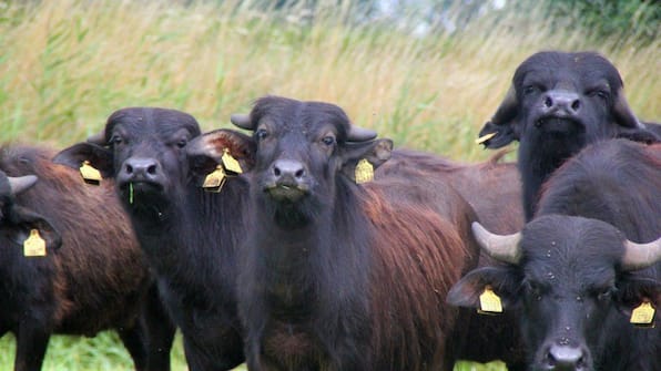 Waterbuffels - Vodatent Camping de Waterbuffelfarm