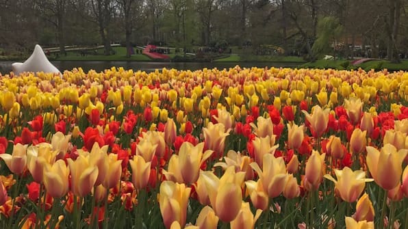 Keukenhof - Vodatent Camping de Hof van Eeden