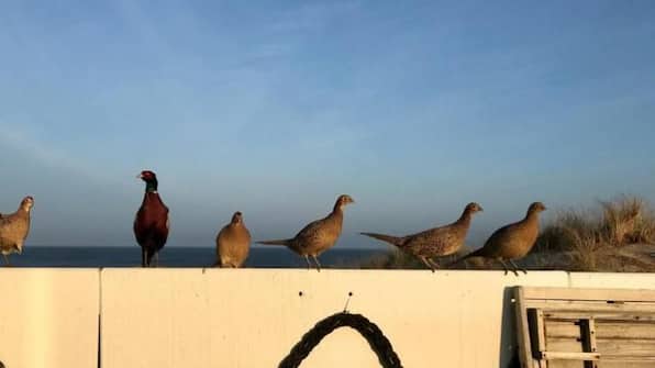 Ansicht - Strandhotel Noordzee Ansicht - Strandhotel Noordzee