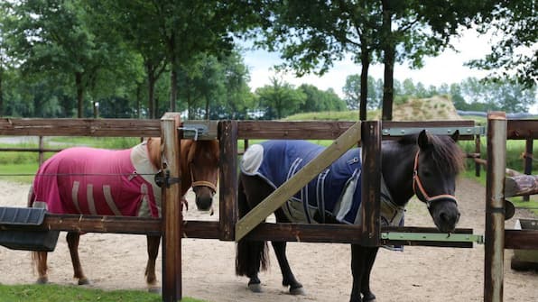 Paarden - Vodatent Camping de Meibeek