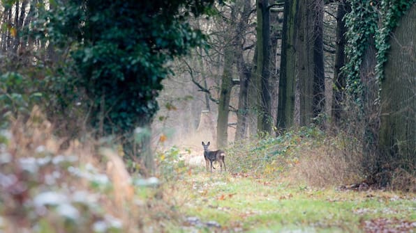 Omgeving - Vodatent Camping de Meibeek