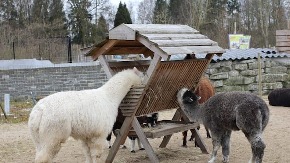 Kinderboerderij - Vodatent Camping de Meibeek