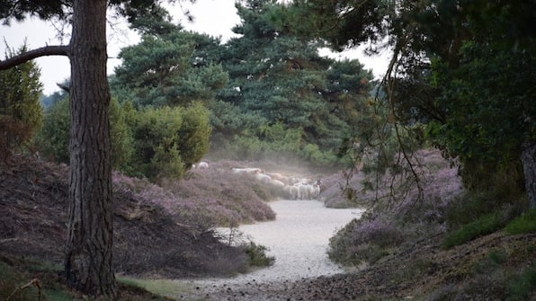 Omgeving - Vodatent Camping het Horstmannsbos