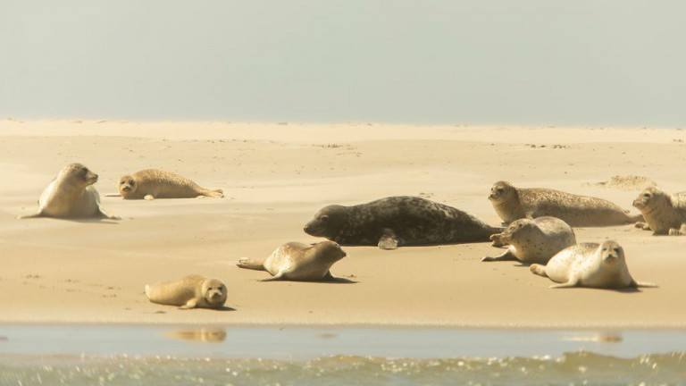 Zeehonden - Landal Ameland State