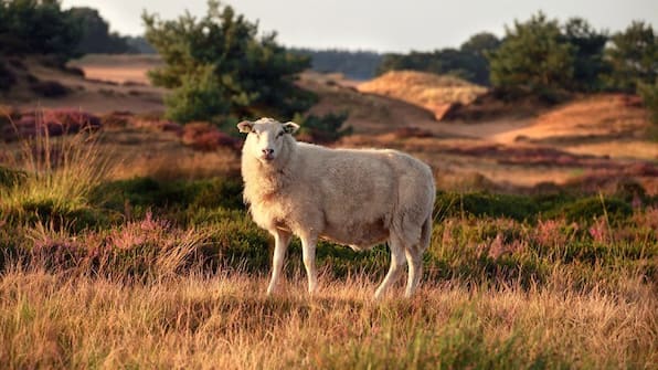 Umwelt - Fietsvakantie over de Hondsrug Umwelt - Fietsvakantie over de Hondsrug