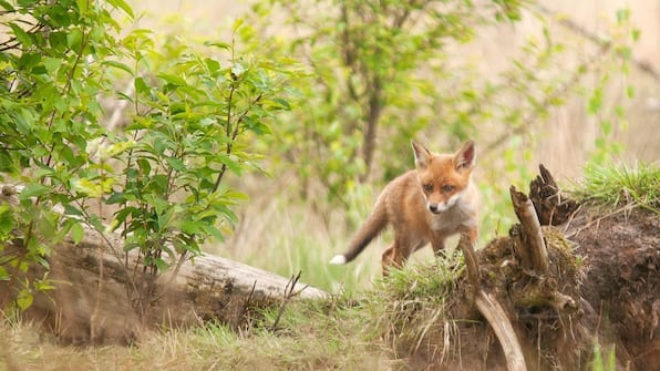 Umwelt - Witte Berken Natuurhotel