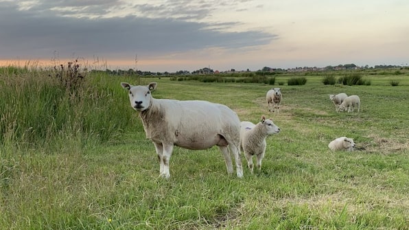 Schapen - Vodatent Boerencamping Swarthoeve