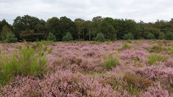 Omgeving - Buitenplaats Buitenhuizen Omgeving - Buitenplaats Buitenhuizen