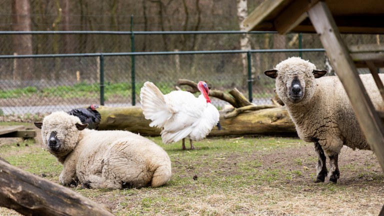 Kinderboerderij - Landal De Veluwse Hoevegaerde 
