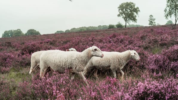 Veluwe - Veluwe Hotel De Beyaerd