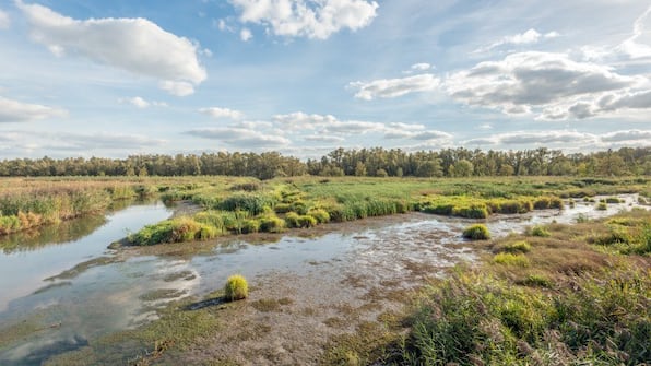 Biesbosch - Studio SIS