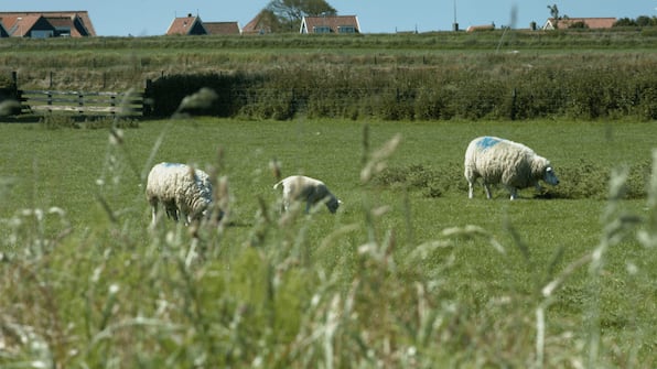 Omgeving - Nieuw Leven Texel