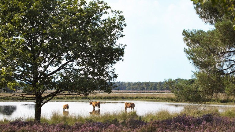 Omgeving - Fietsvakantie De Groote Peel