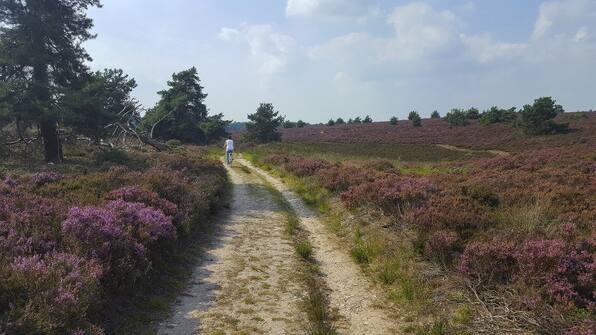 Sallandse heuvelrug - Fietsvakantie Achterhoek - Twente - Salland