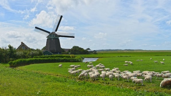 Zaanse Schans - 8 dagen Fiets en boottour Noord-Holland en Friesland