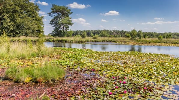 Omgeving - Vakantiepark de Toffe Peer