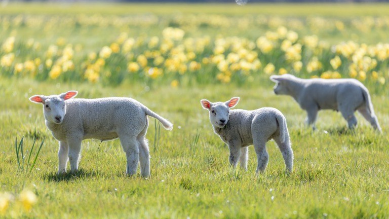Lämmer - Landal Kustpark Texel