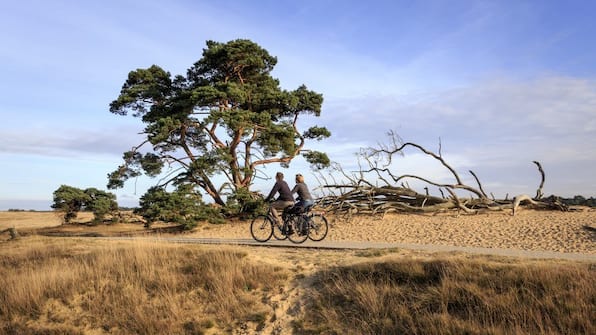 Omgeving - Roompot Bospark De Schaapskooi