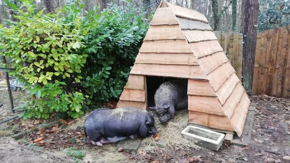 Zwijnen - Vodatent Camping het Swinnenbos