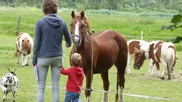 Dieren - Vodatent Camping de Hinde