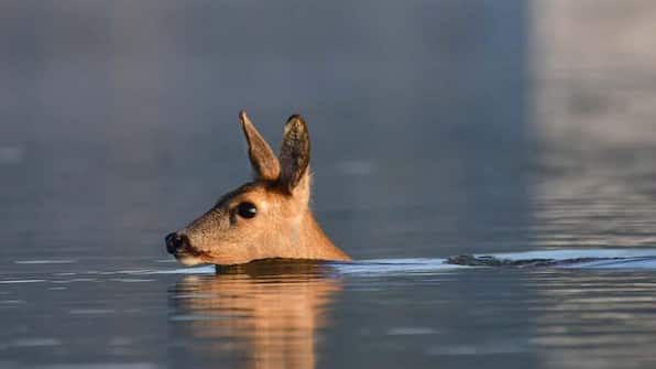 Umwelt - AquaHome in dem Biesbosch Umwelt - AquaHome in dem Biesbosch