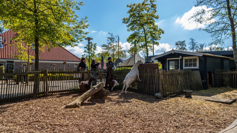 Streichelzoo - EuroParcs Buitenhuizen