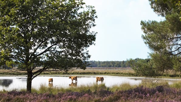 National Park Der Groote Peel - Best Western Hotel Nobis Asten National Park Der Groote Peel - Best Western Hotel Nobis Asten