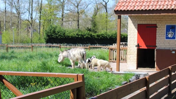 Kinderboerderij - Vakantiepark t Broeckhuys