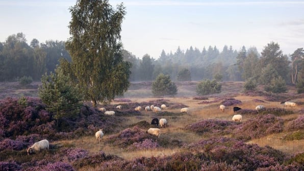 Omgeving - Landal Drentse Lagune