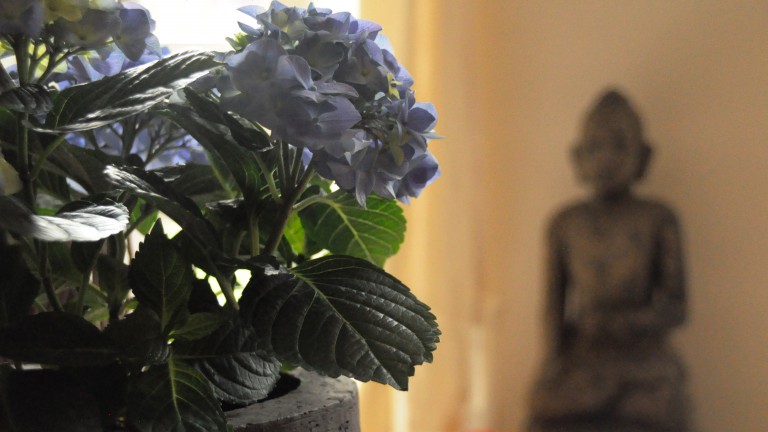 Detail - Bed and Breakfast Hof ter Duinen