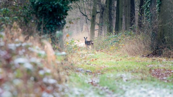 Omgeving - Boutique Hotel Bed en Bos