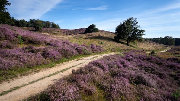 Umwelt - Veluwe Hotel Stakenberg Umwelt - Veluwe Hotel Stakenberg