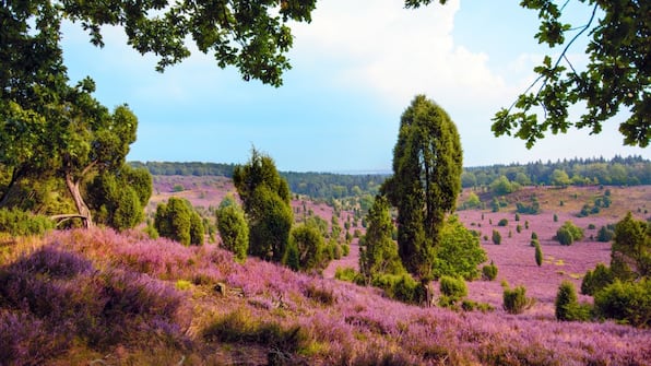 Lüneburger Heide - Hotel Zur Heidschnucke