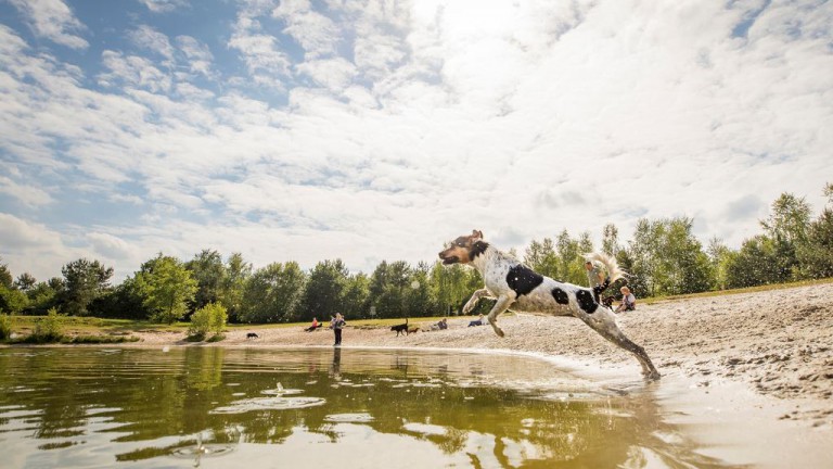 Hond - Landal Twenhaarsveld